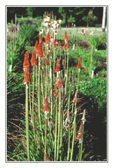Field-growing our mother plants